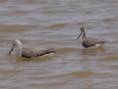 /album/photogallery/greenshank-cape-point-jpg/